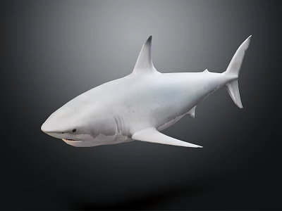 White Shark Swimming In Dark Background With Distinctive Fins And Smooth Skin 3d model