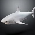 White Shark Swimming In Dark Background With Distinctive Fins And Smooth Skin