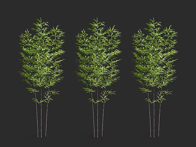 Three Natural Bamboo Plants With Fresh Green Leaves And Slender Stems 3d model