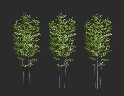 Three Natural Bamboo Plants With Fresh Green Leaves And Slender Stems 3d model