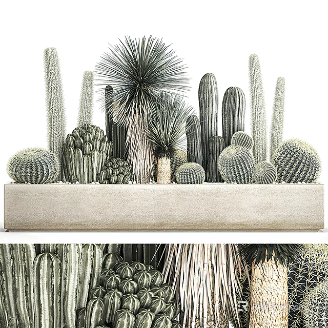 Cactus Potted Plants with Various Shapes Columnar Round Spiny Types in Rectangular Concrete Planter 3d model 