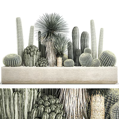 Cactus Potted Plants with Various Shapes Columnar Round Spiny Types in Rectangular Concrete Planter 3d model