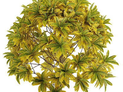 Lush Shrub With Green And Yellow Palm Shaped Leaves For Garden Landscaping 3d model