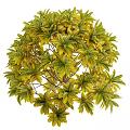 Lush Shrub With Green And Yellow Palm Shaped Leaves For Garden Landscaping