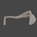 Prehistoric Animal Skeleton Fossil with Complete Anatomical Structure