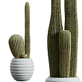 Potted Cactus Plants of Various Sizes in White Textured Pots for Home Decor