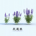 Purple Sage Plants With Green Leaves In Three Clusters On White Background