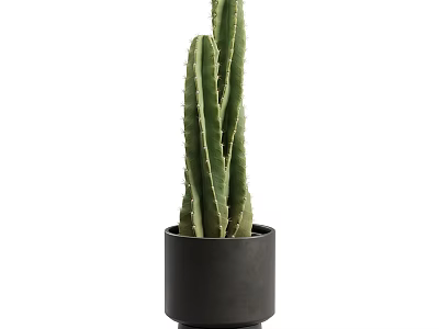 Green Cactus Decorative Ornament Set with Black Ceramic Pot for Home Decoration 3d model