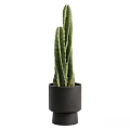 Green Cactus Decorative Ornament Set with Black Ceramic Pot for Home Decoration