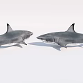 Two Grey Sharks Swimming Facing Each Other In Natural Aquatic Habitat