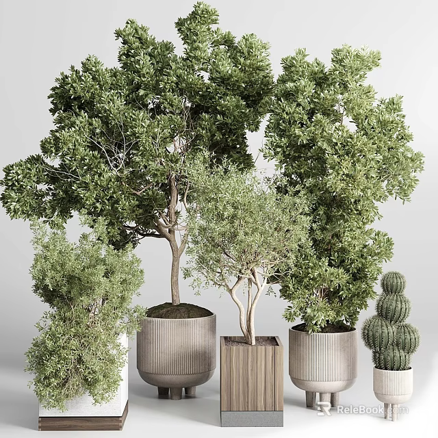 Bonsai Potted Plants With Various Green Foliage In Ceramic And Wooden Planters 3d model 