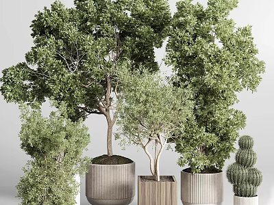 Bonsai Potted Plants With Various Green Foliage In Ceramic And Wooden Planters 3d model