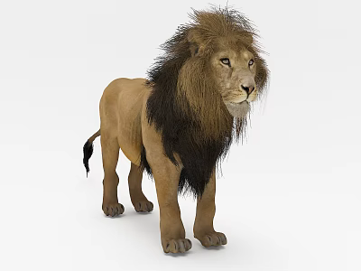 Realistic Reptile Lion Lizard Standing On White Background With Detailed Fur 3d model