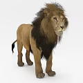 Realistic Reptile Lion Lizard Standing On White Background With Detailed Fur