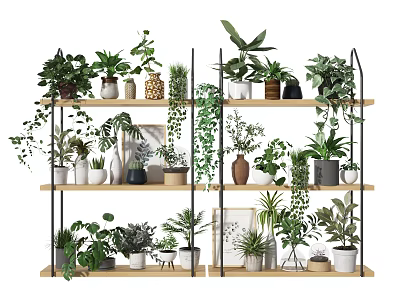 Bonsai and Potted Plants Arranged on Wooden Shelves with Green Vines Frames and Decorative Pots 3d model
