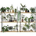 Bonsai and Potted Plants Arranged on Wooden Shelves with Green Vines Frames and Decorative Pots