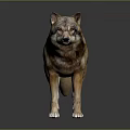 Realistic 3D Rendered Wolf With Detailed Brown And Gray Fur Standing On Gray Background