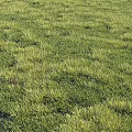 Lush Green Grass Landscape Featuring Dense Blades and Scattered Brown Patches