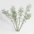 Clustered Bamboo Plants With Green Leaves And Slender Stems For Decoration