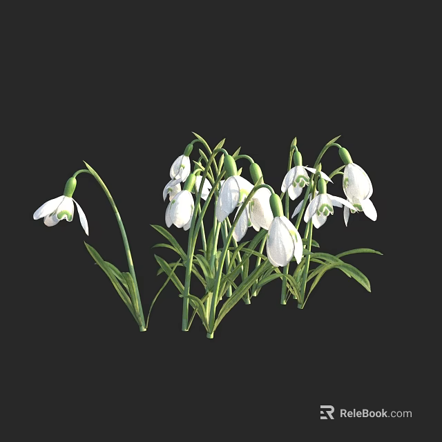Beautiful White Snowdrops With Green Stems And Fresh Leaves On Dark Background 3d model 