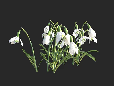 Beautiful White Snowdrops With Green Stems And Fresh Leaves On Dark Background 3d model