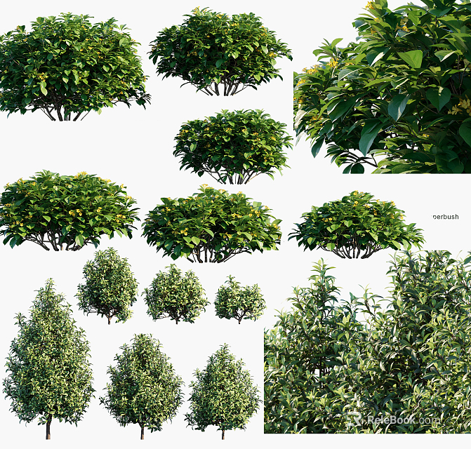 Various Types of Green Leafy Shrubs in Different Sizes for Garden Landscaping 3d model 