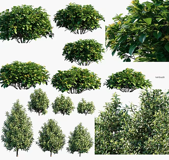 Modern Shrub Landscape Shrubs 3d model