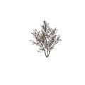 Flowering Tree With Pink Foliage Multiple Trunks And Silhouette Figure Standing Beside It