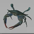 Vibrant Blue Green Crab With Red Tip Claws Detailed View