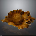 Orange Conch With Flower Like Shell And Glossy Surface On Gray Background With Reflection