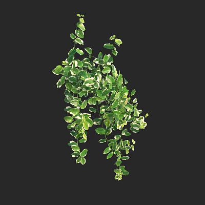 Lush Green Vines With Hanging Leaves And Natural Decorative Foliage 3d model