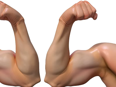 Human Arms Showing Flexed Muscles And Clenched Fists In Close Up 3d model