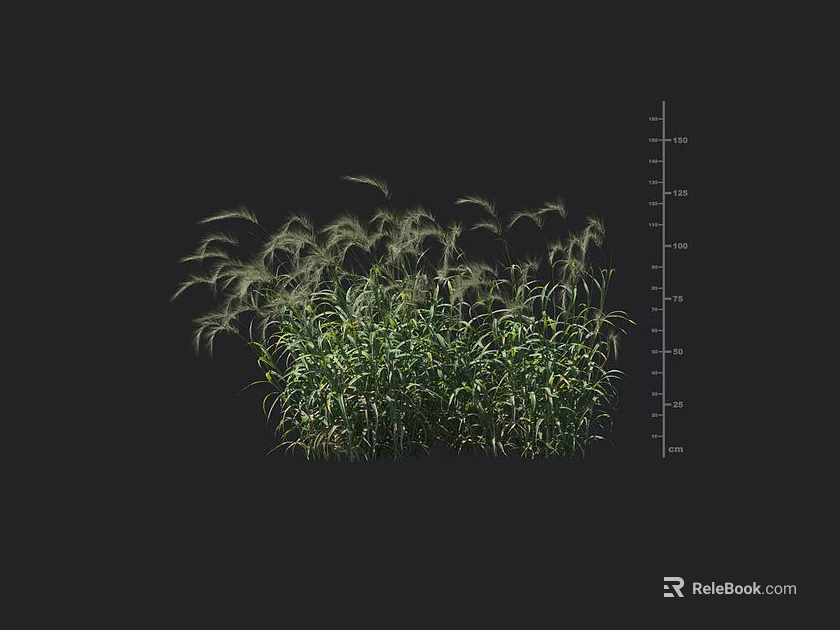 Lush Green Shrub With Height Measurement Scale And Detailed Foliage Growth 3d model 