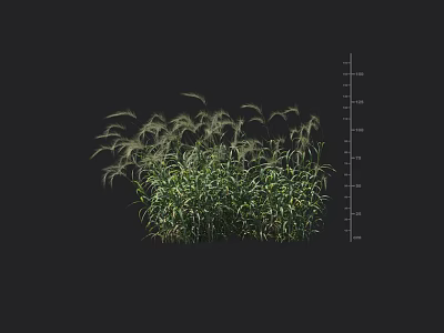 Lush Green Shrub With Height Measurement Scale And Detailed Foliage Growth 3d model