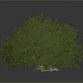 Lush Green Plant with Dense Foliage and Healthy Bushes on Neutral Gray Background