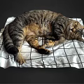Adorable Tabby Cat Sleeping Peacefully On Black And White Plaid Blanket
