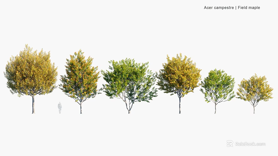 Field Maple Trees With Different Foliage Colors For Garden Landscape Design 3d model