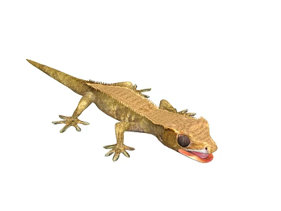 Brown Gecko With Scales Claws And Extended Tongue On White Background 3d model