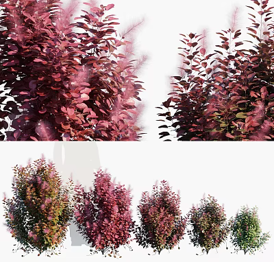 Modern Red-Cotinus Red-Cotinus Shrub Plants 3d model