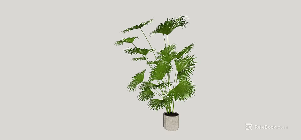 Green Potted Palm Plant With Fan Shaped Leaves In Gray Pot For Indoor Decoration 3d model 