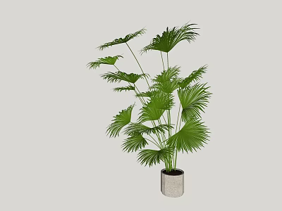 Green Potted Palm Plant With Fan Shaped Leaves In Gray Pot For Indoor Decoration 3d model