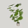 Green Potted Palm Plant With Fan Shaped Leaves In Gray Pot For Indoor Decoration