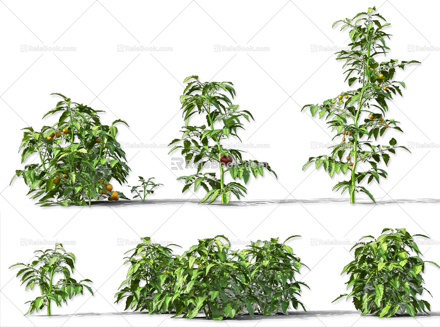 Tomato Vegetable Crops Shrub Plant Vegetable Seedling Wild Vegetable Tomato Plant Vegetable Fruit Red Tomato Vegetable Wild Vegetable Plant 3d model