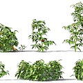 Tomato Vegetable Crops Shrub Plant Vegetable Seedling Wild Vegetable Tomato Plant Vegetable Fruit Red Tomato Vegetable Wild Vegetable Plant 3d model