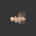 Lionfish With Orange And White Stripes Long Spiky Fins And Green Eyes