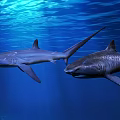 Two Sharks Swimming in Clear Blue Ocean Water Underwater Scene