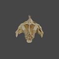 Animal Skull Specimen With Identification Number 2385 And Detailed Bone Structure