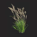 Herbaceous Plant With Green Leaves And Light Colored Spikes On Black Background