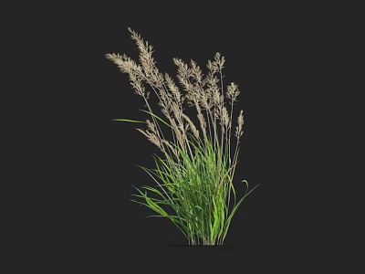 Herbaceous Plant With Green Leaves And Light Colored Spikes On Black Background 3d model