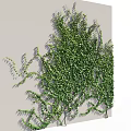 Lush Green Vines Covering Gray Wall With Dense Foliage And Natural Growth